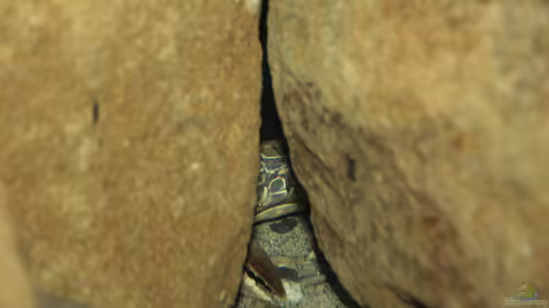 Georgina in ihrer ´Höhle´ von StevenS (17)