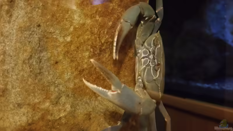 Georgina von StevenS (1)