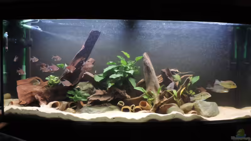 Geo´s Revier von Fichte (1)