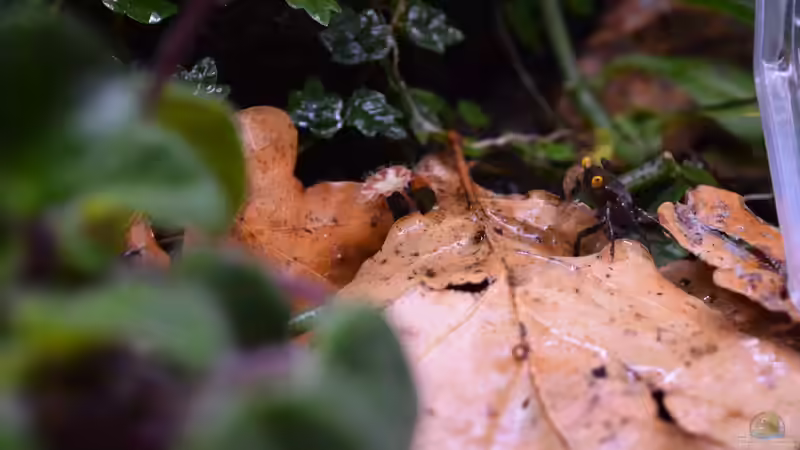 Geosesarma Golden Eye von Junglist (61)