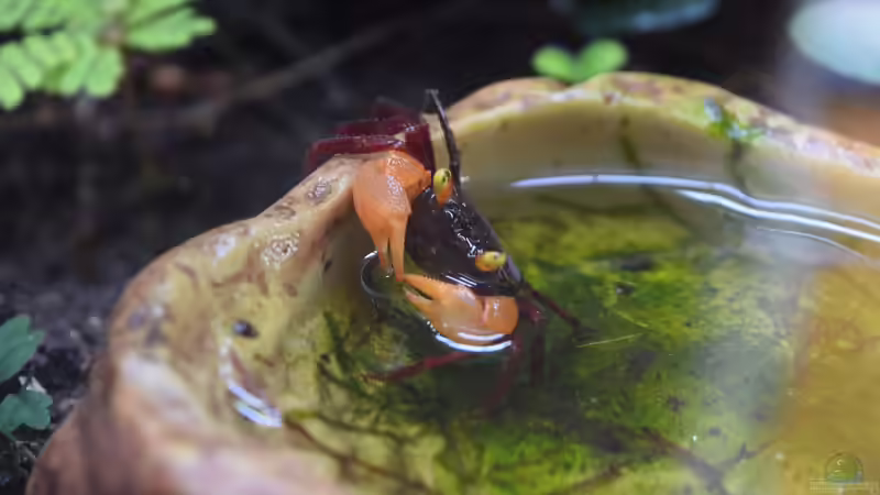 Geosesarma Red Devil von Junglist (60)