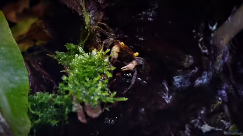 Geosesarma Yellow Eye von Junglist (32)