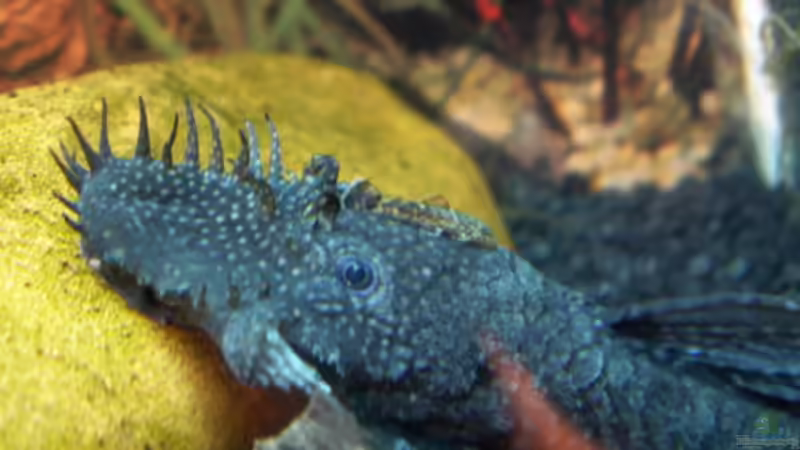 Geplagter Welspapa von Monika Riedel (4)