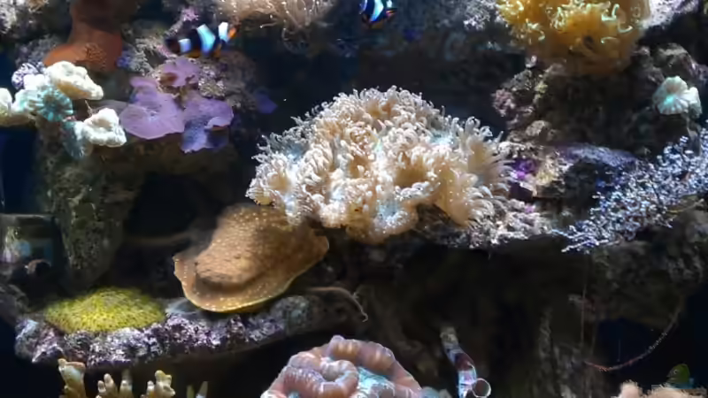 geplanter Umzug vom 170 liter ins neue 400 liter von Stefan Eckers (23)