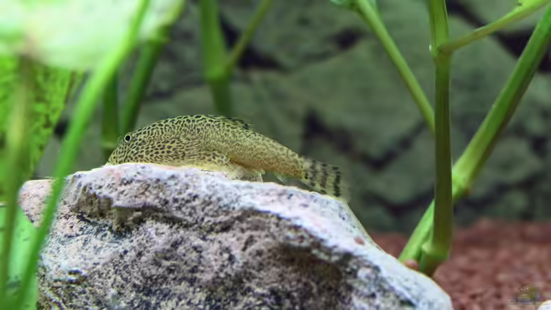 Gepunkteter Flossensauger / Gastromyzon punctulatus (kleine Angeber und Proleten - eindeutig die Porschefahrer des Aquariums)  von Dirk F. (40)