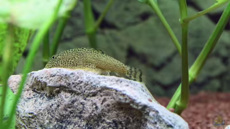 Gepunkteter Flossensauger / Gastromyzon punctulatus (kleine Angeber und Proleten von Dirk F. (40)