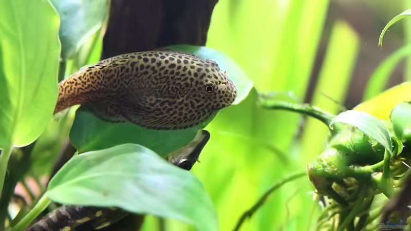 Aquarien mit Gastromyzon punctulatus (Punktierter Flossensauger)