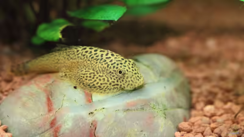 Gepunkteter Flossensauger / Gastromyzon punctulatus von Dirk F. (39)