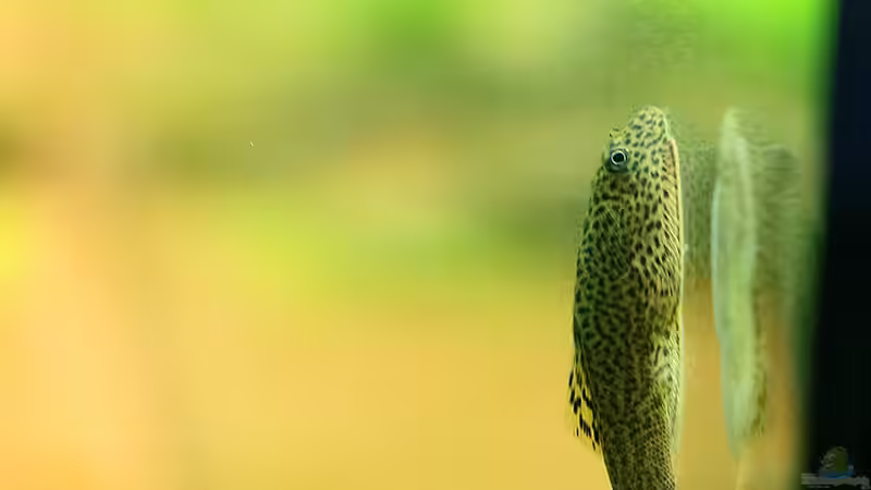 Gepunkteter Flossensauger von Dirk F. (30)