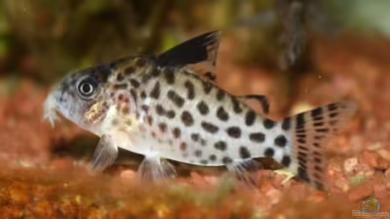 Corydoras ambiacus im Aquarium halten (Einrichtungsbeispiele mit Gefleckter Panzerwels)