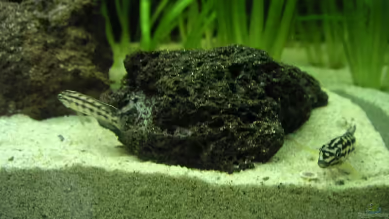 Gerade eingezogen von Thomas Schlechter (8)