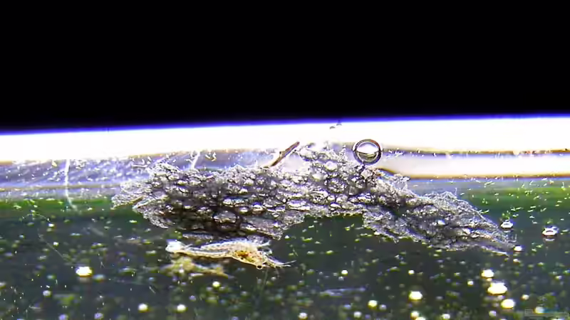 gerade geschlüpfte RedCherry (~3mm) von redcherry (8)