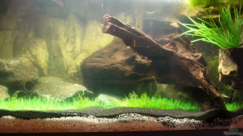 Gerade noch in der Einlaufphase von Dasy´s_Neelybecken (1)