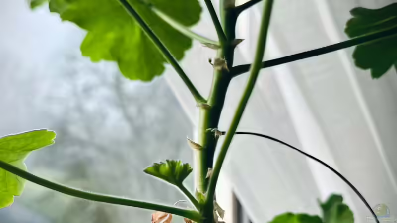 Geranien: Rückschnitt als Start in die neue Saison