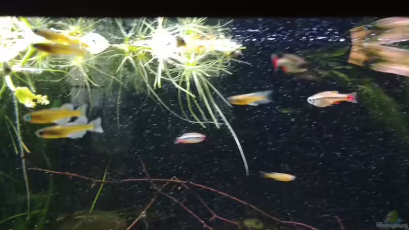 Gerdrudea und Kardinälchen  von Miss Kasimir (6)