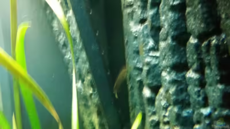 gerettet den kleinen Racker geht es gut von Gunnar2060 (43)