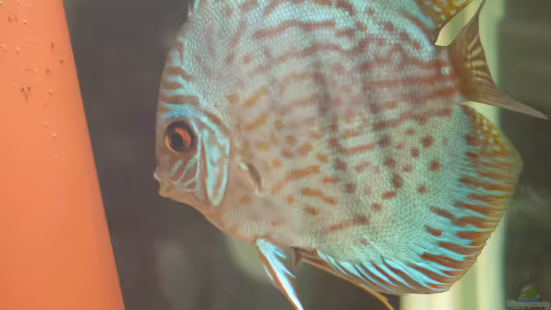 gerettet Diskus 2   (was für ein Zufall ein Paar ;-)  )  von peaches (53)