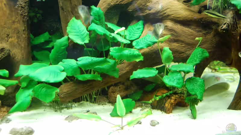 Geringer Besatz - weniger ist mehr! von derFalk (17)