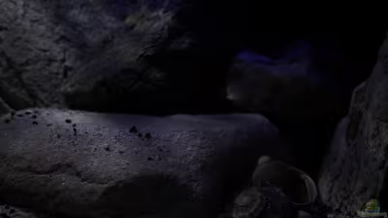 Geröllzone hier als Rückzugs/Ruhezone von The Pictus catfish (12)