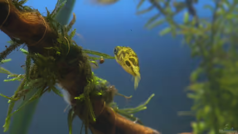 Gertrud - schaut sich an, was Emil gefundet hatte - 04.07.2011 von bergfrau (55)