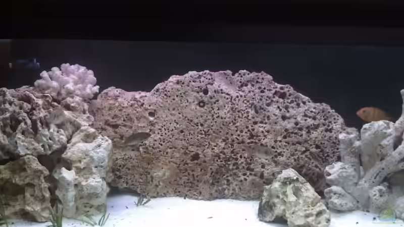 ges. Deko von Harald Ollenburg (5)