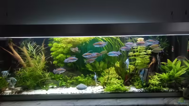 Gesamitansicht 01.09.19 von Grünhexe (10)