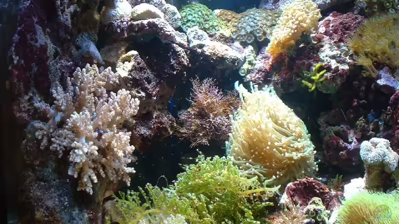 Gesammeltes Allerlei. von Rolf Mohr (15)