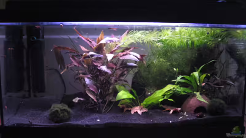 Gesammtansicht 19.08.09 von julian2010 (3)