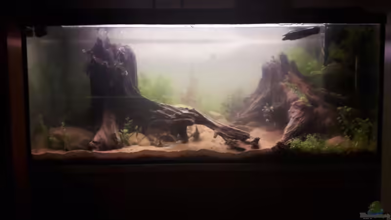 Gesammtes Becken von Vitus Vitus (1)