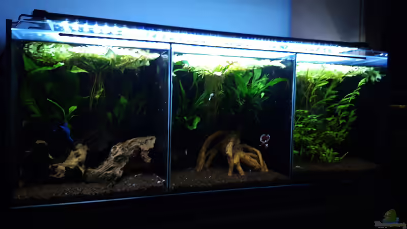 Gesamt_20100114 von Mich (11)