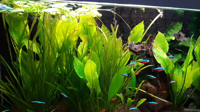 Gesamt_20190506 von Mich (28)