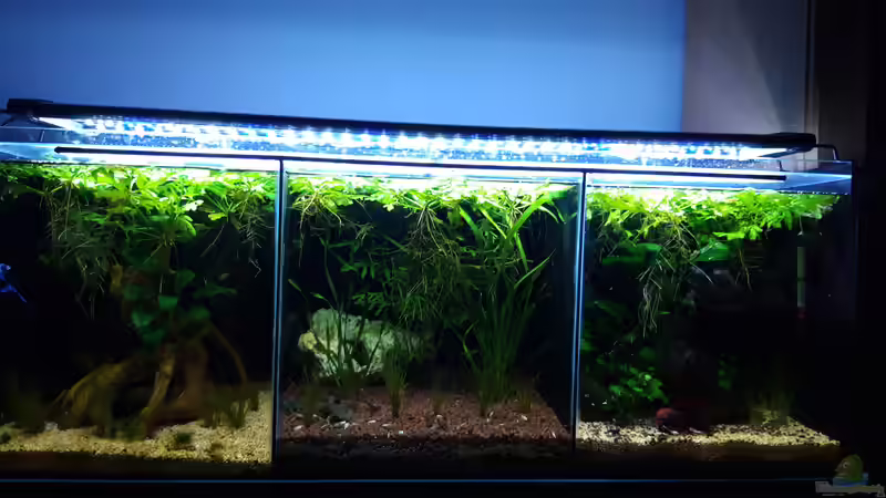 Gesamt_20190719 von Mich (19)