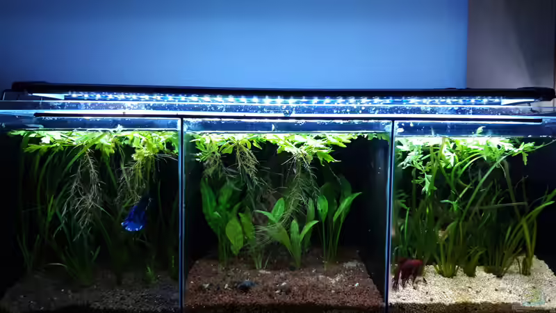 Gesamt_20190807 von Mich (18)