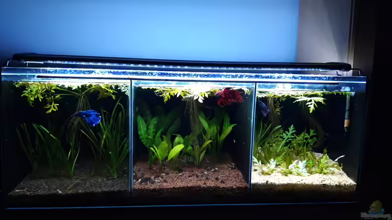 Gesamt_20190920 von Mich (17)