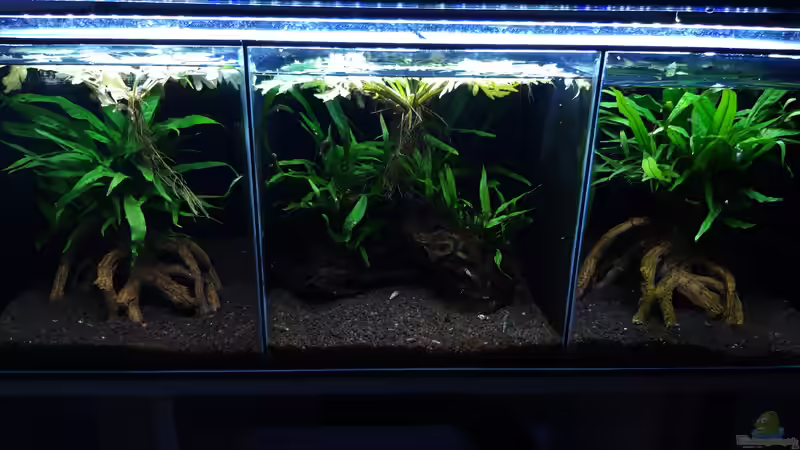 Gesamt_20200619 von Mich (8)