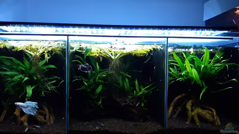 Gesamt_20200705 von Mich (7)