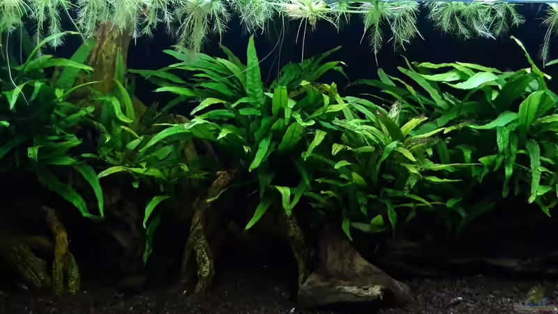 Gesamt_20210309 von Mich (1)