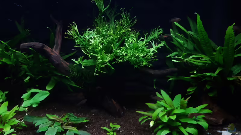 Gesamt_20220201 von Mich (1)