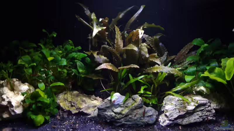 Gesamt_20240628 von Mich (4)