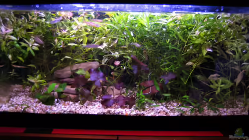 gesamt am 02.09.08 von katharina (7)