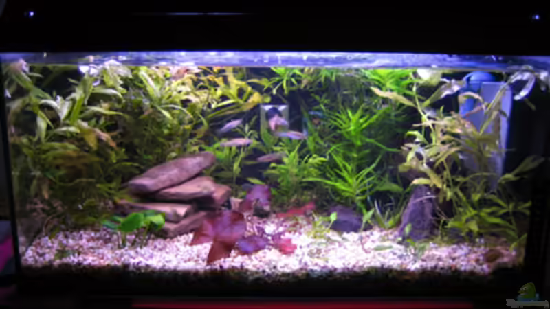 gesamt am 07.07.08 von katharina (6)