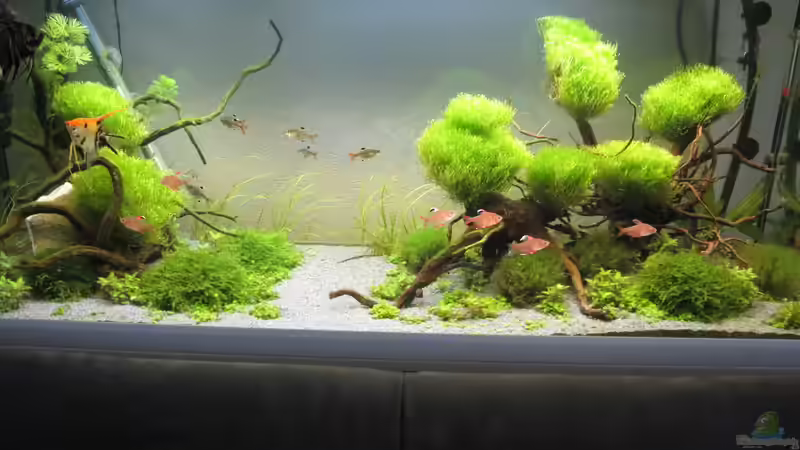 Gesamt Ansicht (Alt) von Skalarjoe (6)