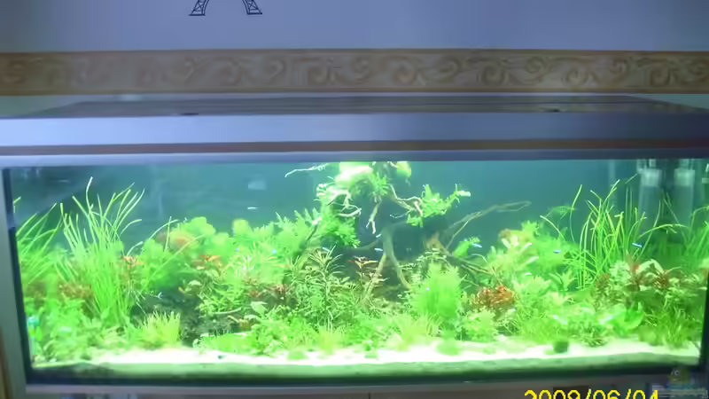 gesamt ansicht des aquariums  von Herbert Baier (10)
