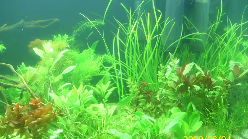 gesamt ansicht des vorderen beckens von Herbert Baier (22)