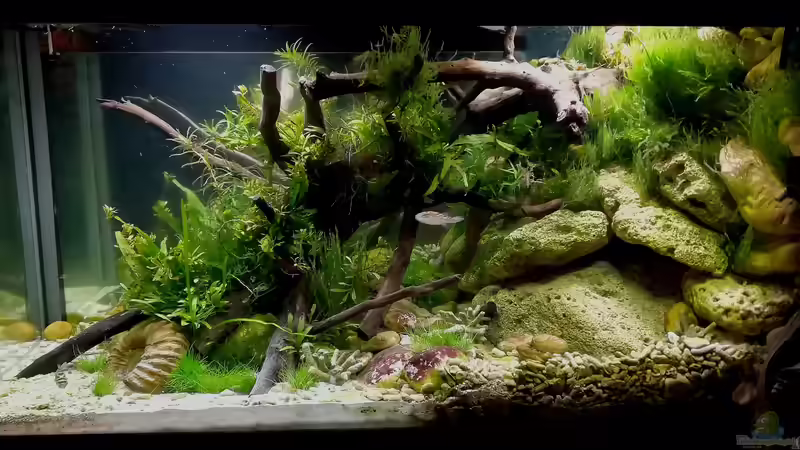 Gesamt Ansicht mit den neuen Pflanzen von Bermuda 3eck (25)