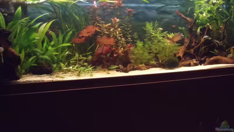 Gesamt Ansicht nach ca. 4 Monaten