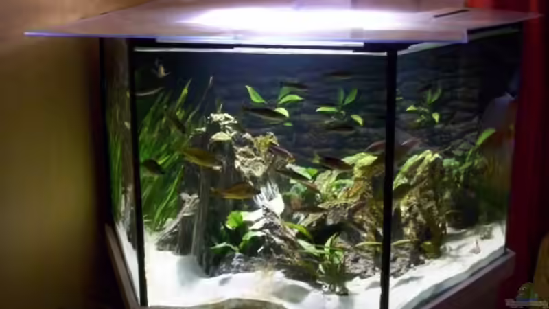 Gesamt Ansicht von schmitzkatze (5)