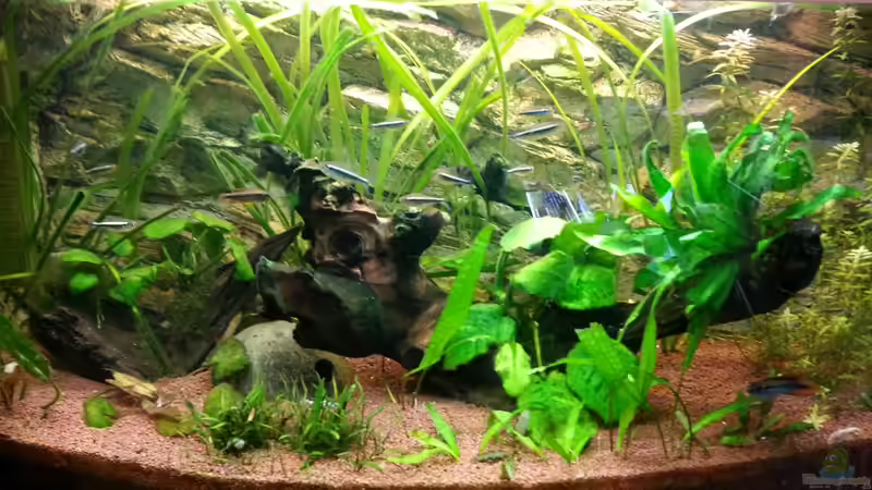 Gesamt Bild von Der Dreiäugige Goldfisch (4)