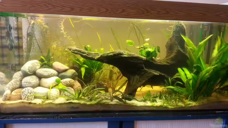 gesamt Eindruck von Der Dreiäugige Goldfisch (8)