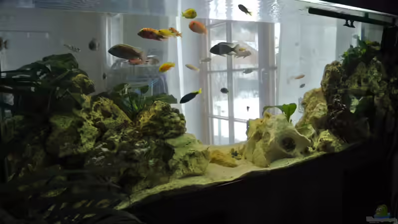 Gesamt hinten von Alsi (47)